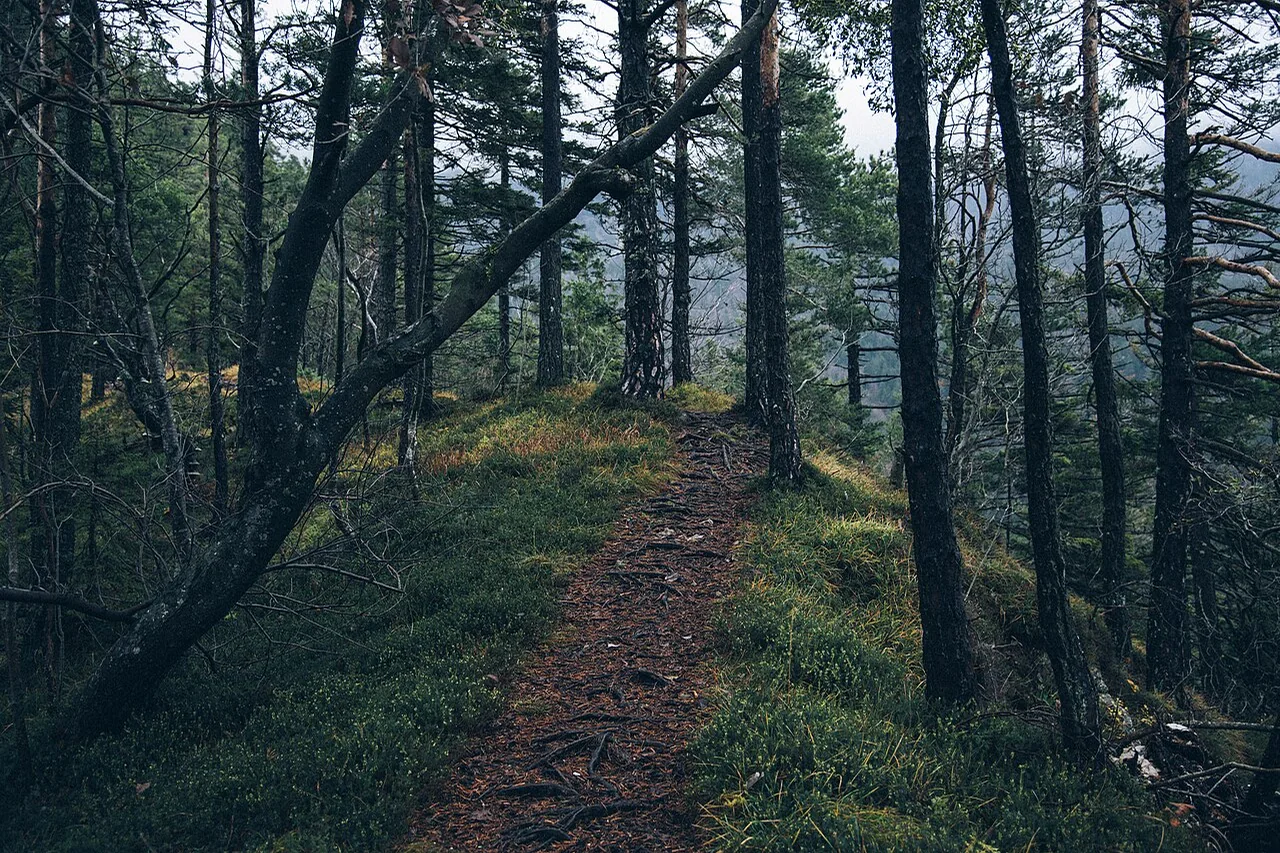 En rotfylld stig genom en grön skog