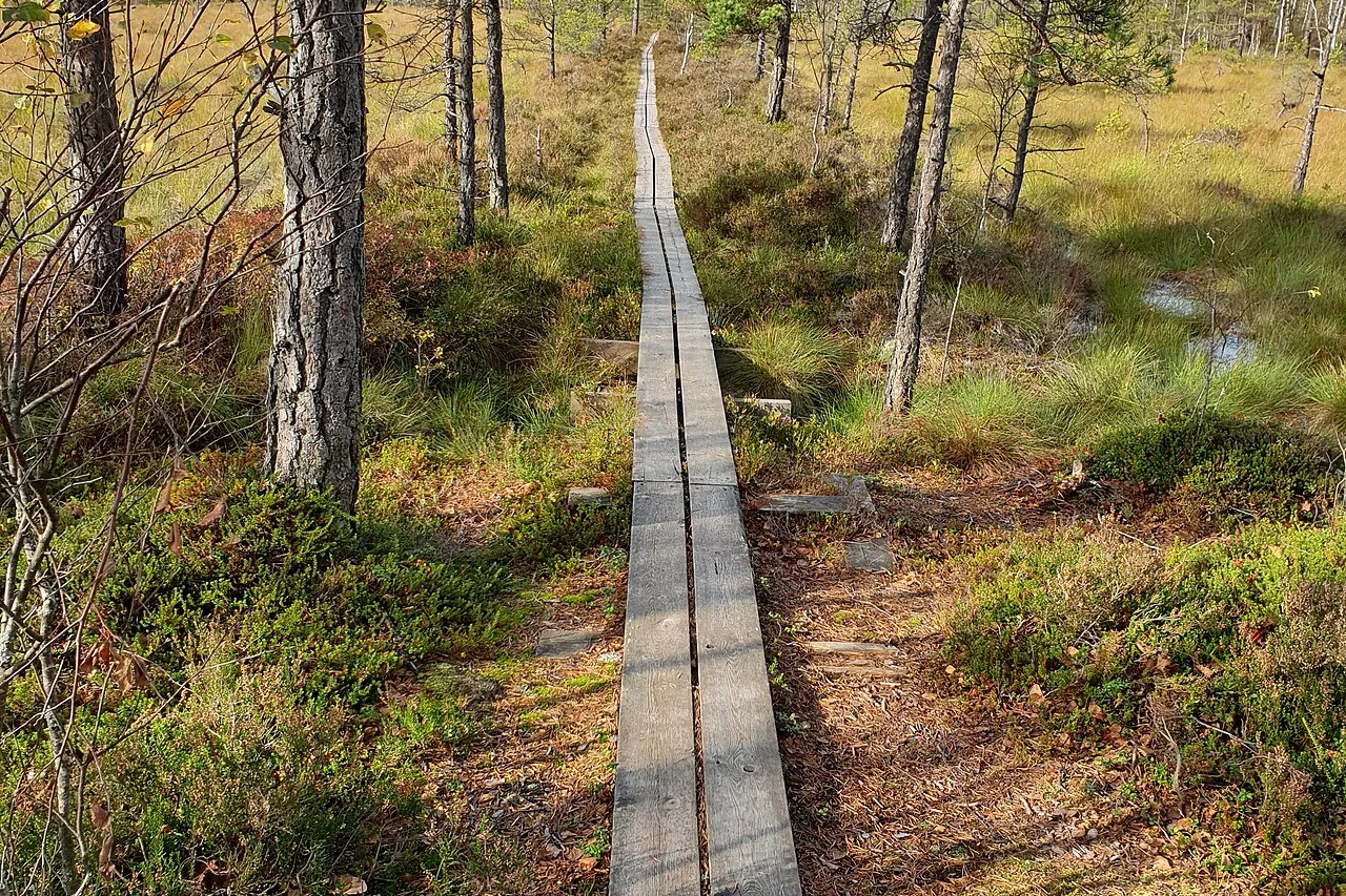 En träspång över ett öppet myrlandskap